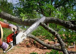 Best Tree Maintenance Programs  in Lincoln Rk, PA